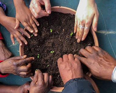 people planting seedlings in a plant pot
