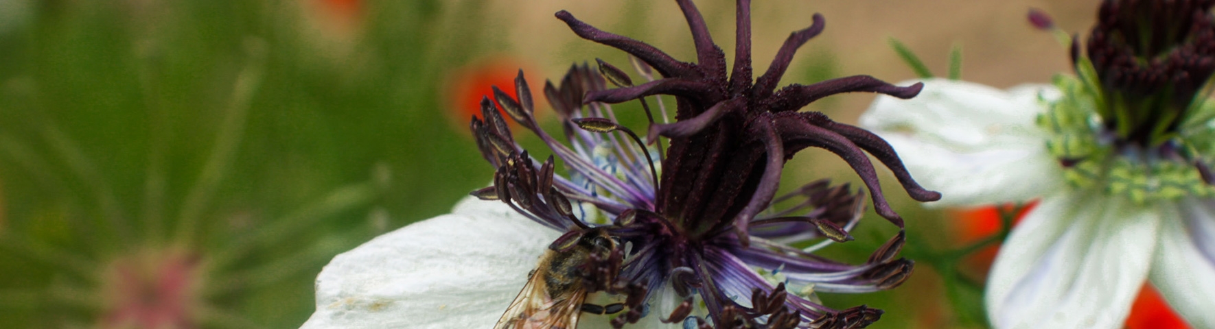 close up a bee and a flower