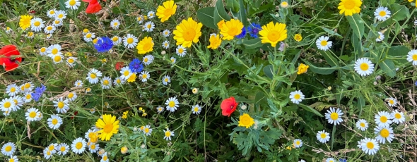 Beemeadow Banner