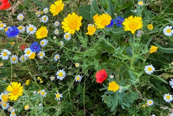 Beemeadow Banner