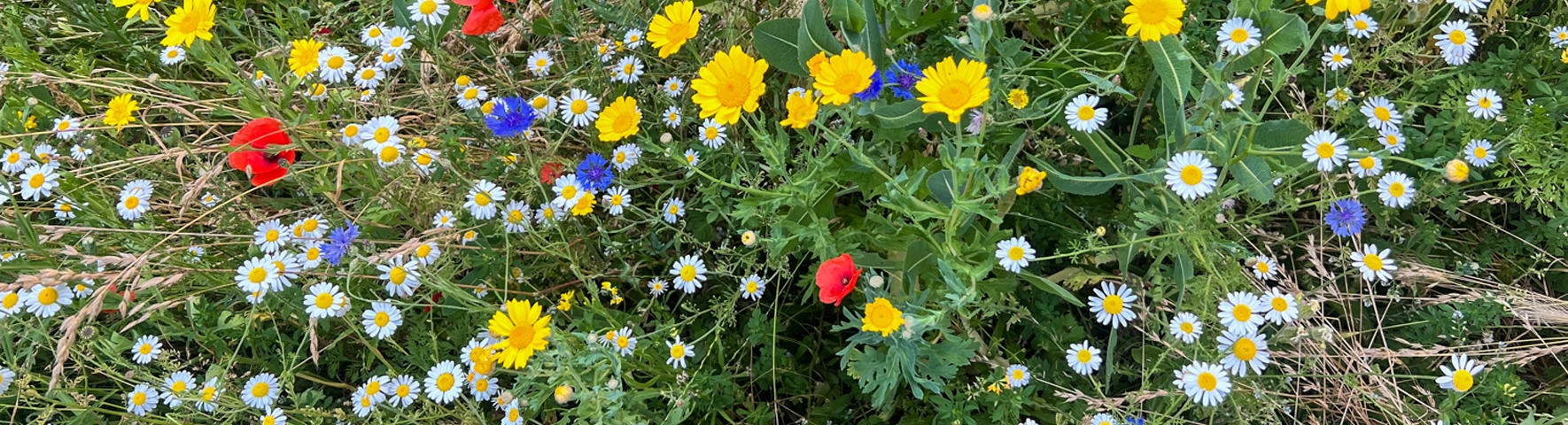 Beemeadow Banner