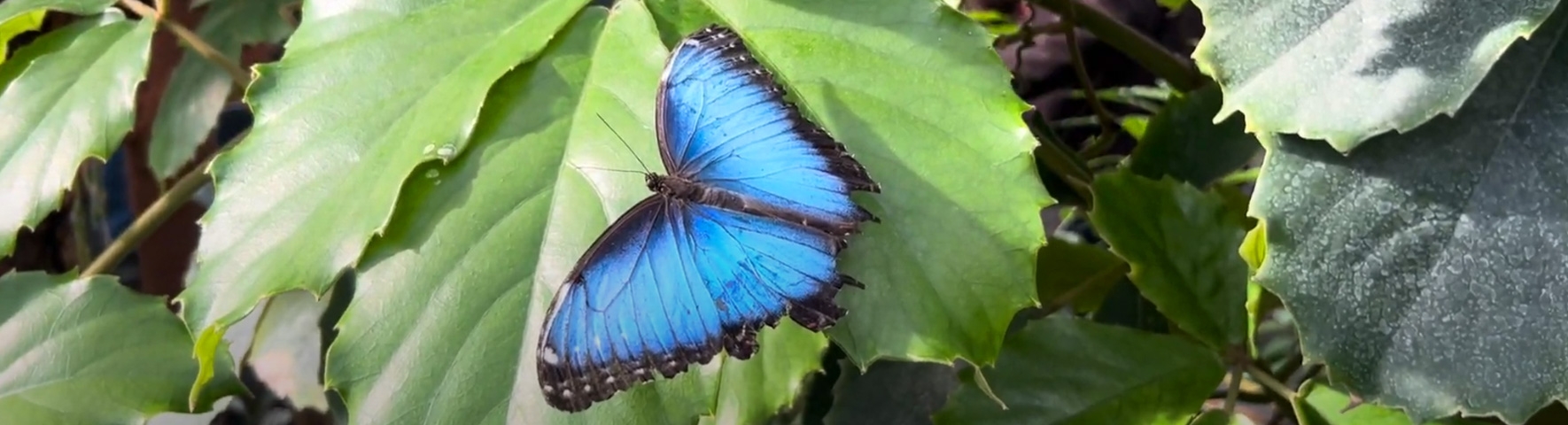 Butterfly Banner