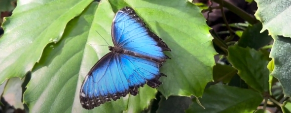 Butterfly Banner