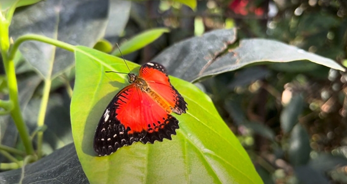 Butterflyhouse 02