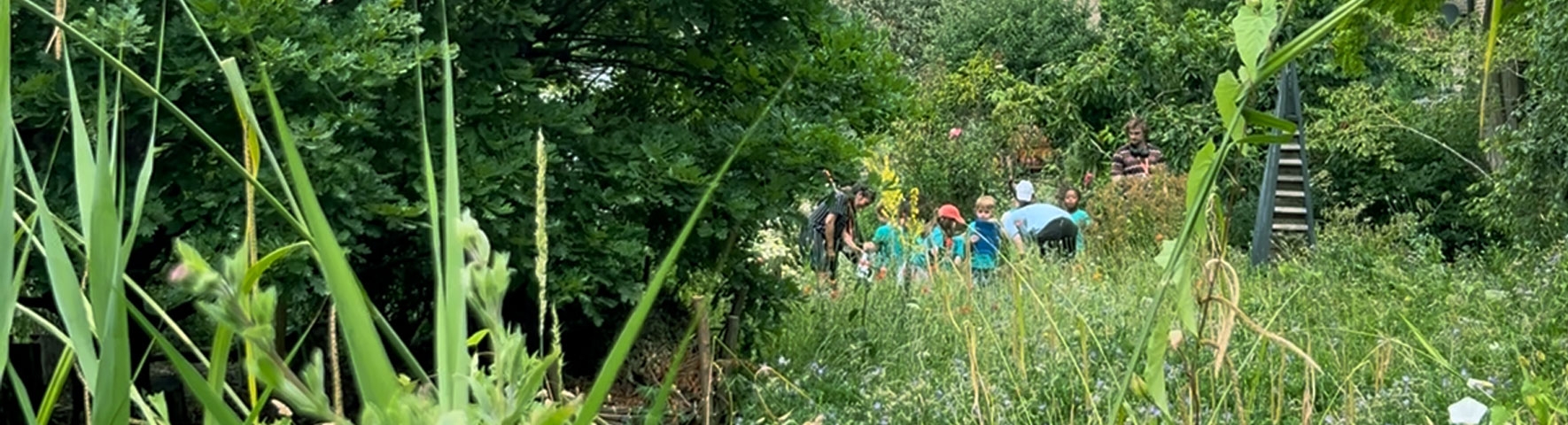 Citysaplings Header1