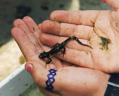 Cta Environmental Education