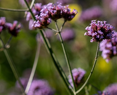 close up flowers