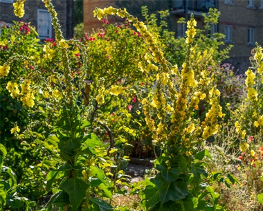 Environmentalprojects Pollinatorproject