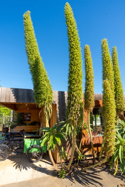 Envnironmental Projects Echiums