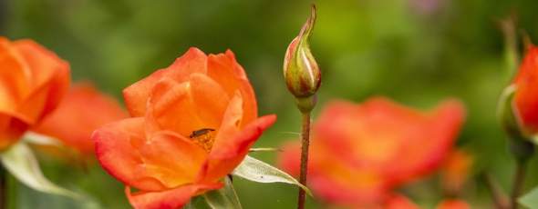 Graduatebanner 03
