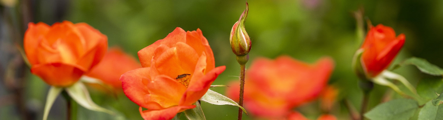 Graduatebanner 03