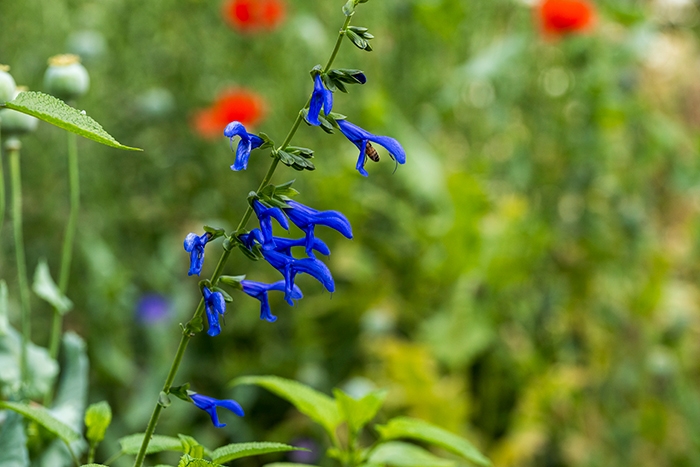 Pollinator Salvia