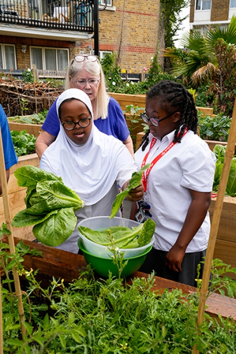 Raised Beds Salad