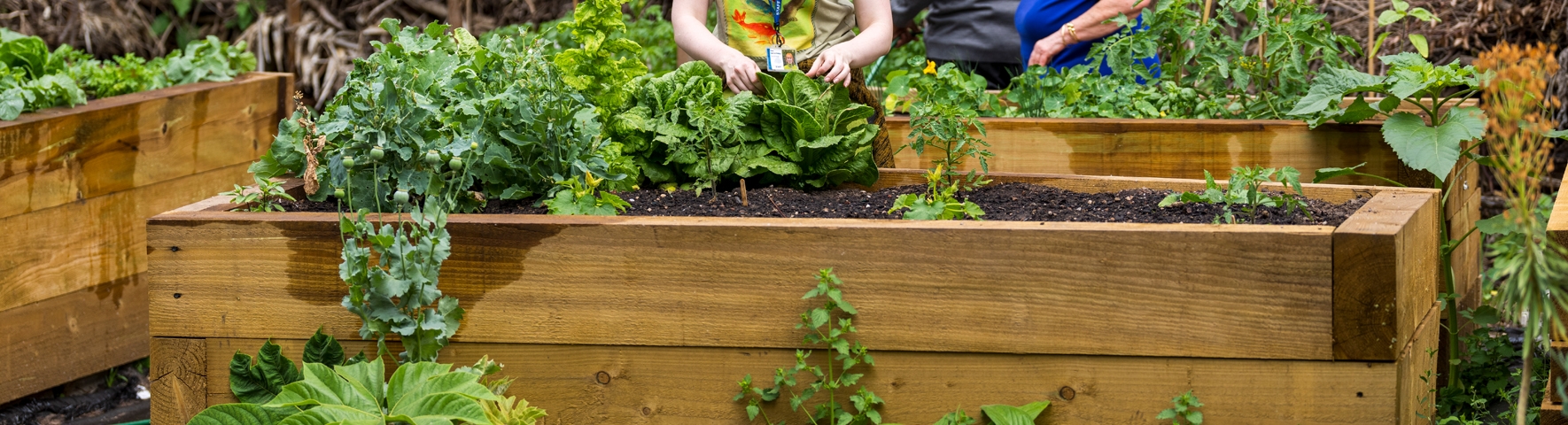 Raised Beds