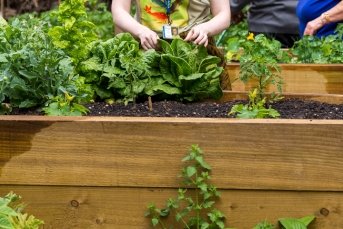 Raised Beds