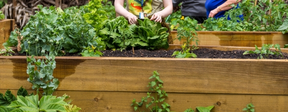 Raised Beds