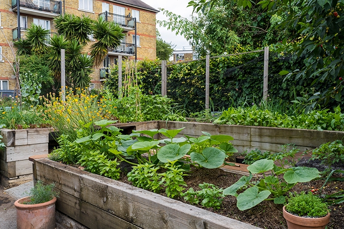 Urban Growing Veg