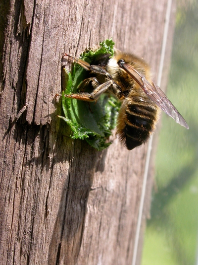 Wildgarden Bee