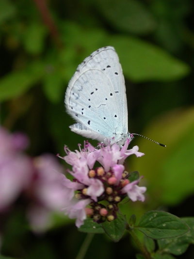 Wildgarden Butterfly