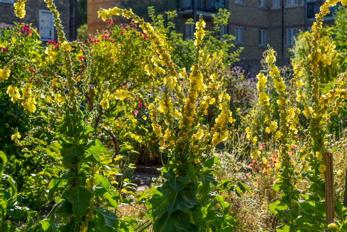 Wildgarden Pollinators