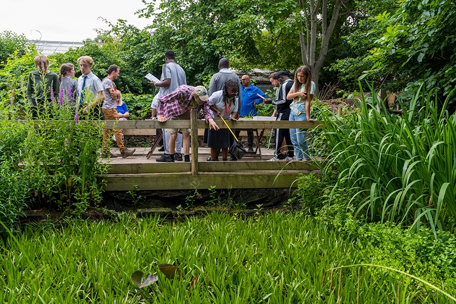 Wildgarden Ponddipping